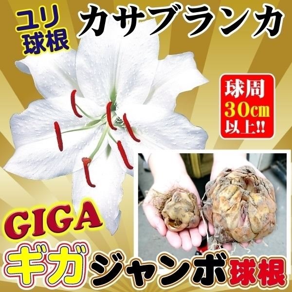 花ユリ 球根 ギガジャンボ球カサブランカ 5球