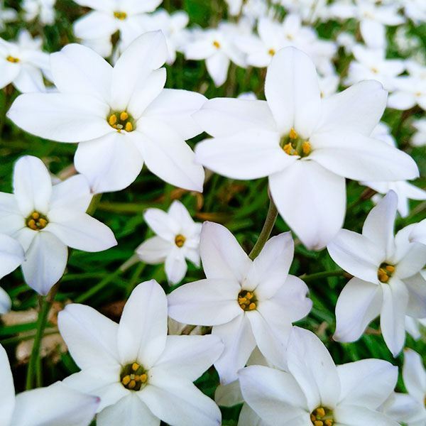 秋植え球根 ハナニラ (アイフェイオン) 白花 ホワイトスター 10球 の通販はau PAY マーケット - 国華園 au PAY マーケット ...