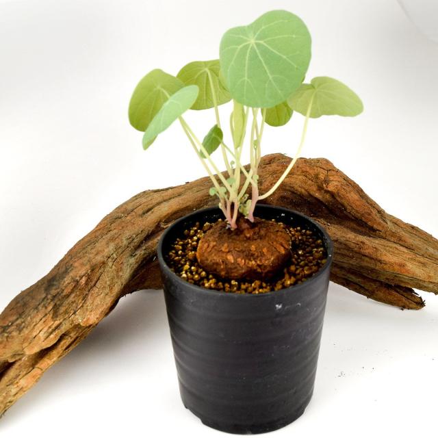 塊根植物 ステファニア エレクタ 2株 ステファニア エレクタ Stephania