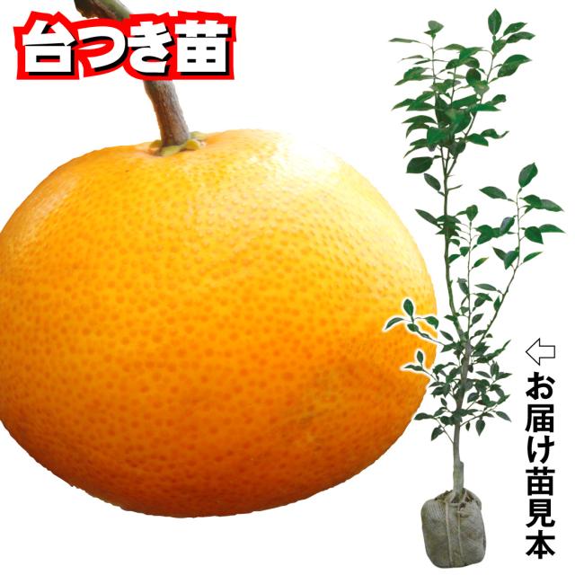 せとかみかん 苗木1年生新しい品種 せとか】 柑橘大苗 5年生接木苗
