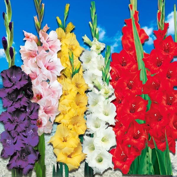 春植え球根 グラジオラス 特大球 5色セット 5色75球セット (各15球)