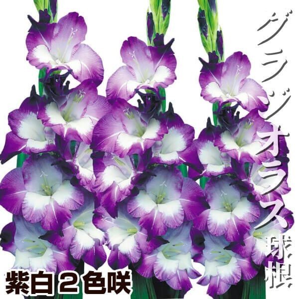 春植え球根 グラジオラス 紫白2色咲 特大球(球周約14cmの特大球) 60球
