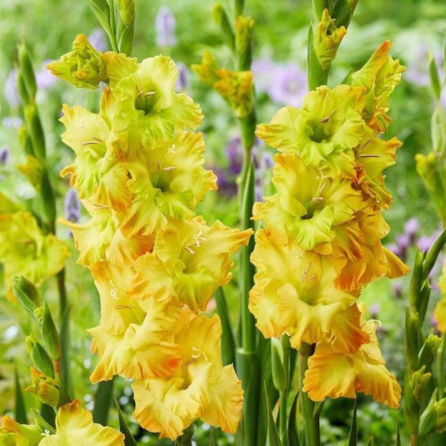 春植え球根 グラジオラス ブリッツフュージョン 80球