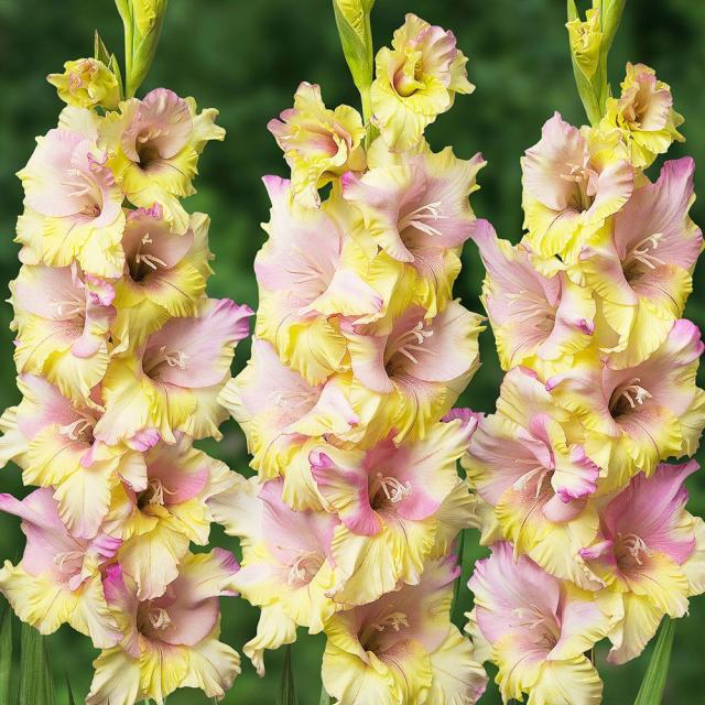 春植え球根 グラジオラス モンアムール 80球