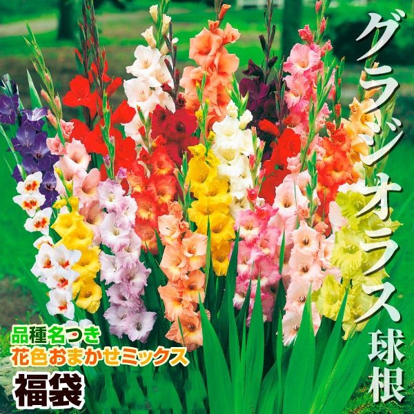 春植え球根 グラジオラス福袋 300球 (品種見計らい・名称付き)