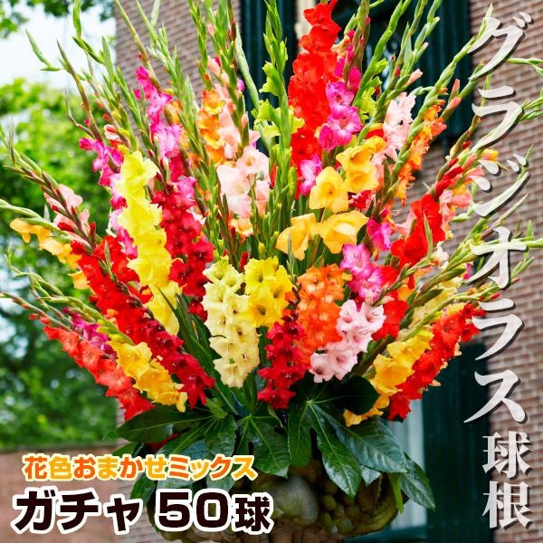 春植え球根 グラジオラスガチャ(無選別) 送料無料 150球