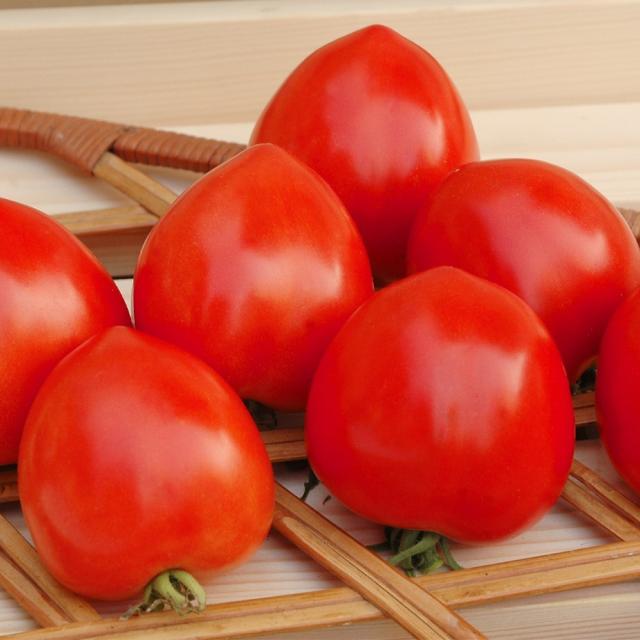 接木野菜苗 中玉トマト 接木F1スウィーティー 12株