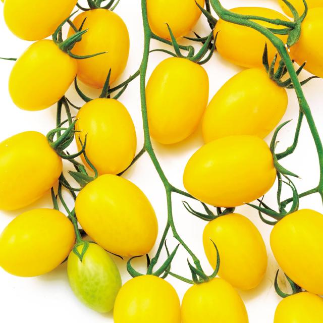 接木野菜苗 ミニトマト F1TYジュエルイエロー 12株