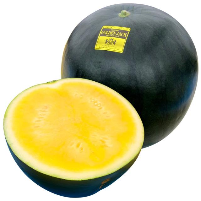 接木野菜苗 種なしスイカ 接木F1ゴールデンジャック 8株