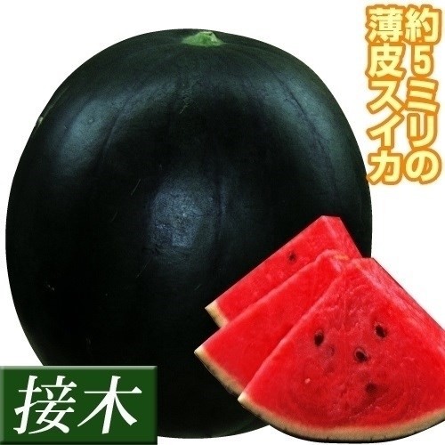 接木野菜苗 中玉スイカ 接木F1黒兵衛 12株