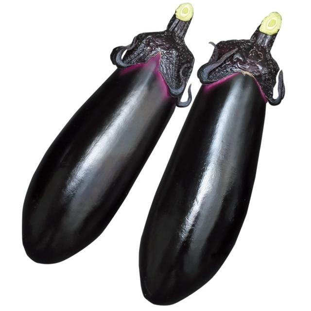 接木野菜苗 中長ナス 接木F1あのみのり2号 PVP 12株