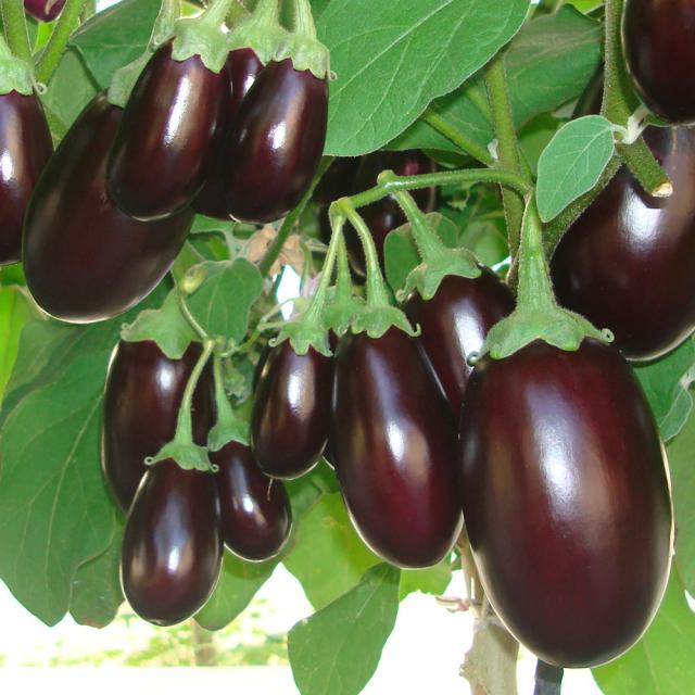 接木野菜苗 小ナス 接木F1鈴なりむすめ 12株