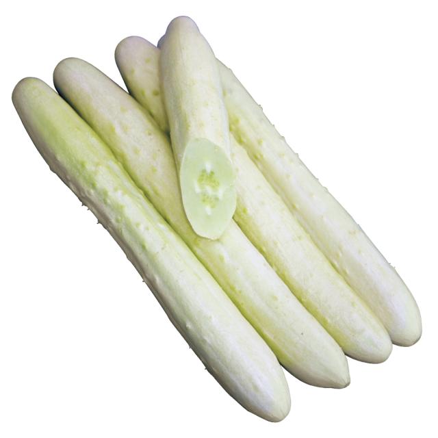 接木野菜苗 キュウリ 接木F1ホワイティー25 12株