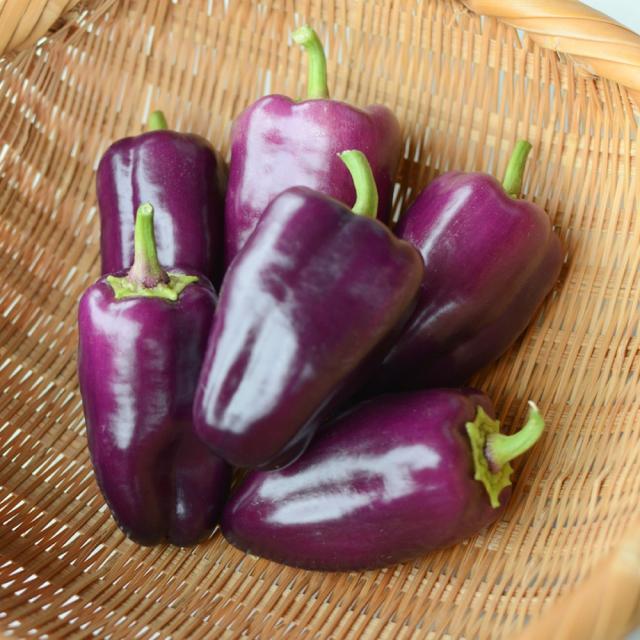 接木野菜苗 パプリカ 接木F1ちびパプパープル 8株