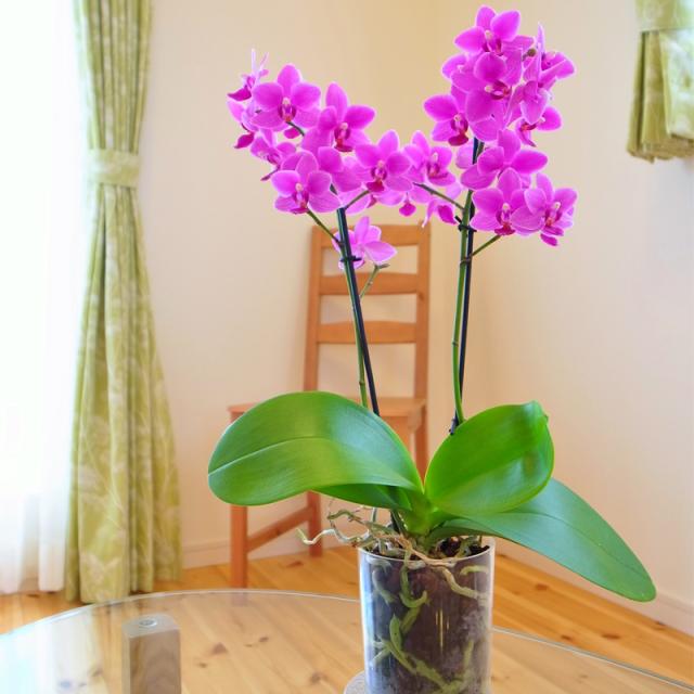 ☆カジュアル胡蝶蘭(コチョウラン)「in your room」■Double(２本立ち)■ミニ・ミディマイクロ胡蝶蘭 ダブル【あす楽_年中無休】【送料無料】内祝い 翌日配送の通販は