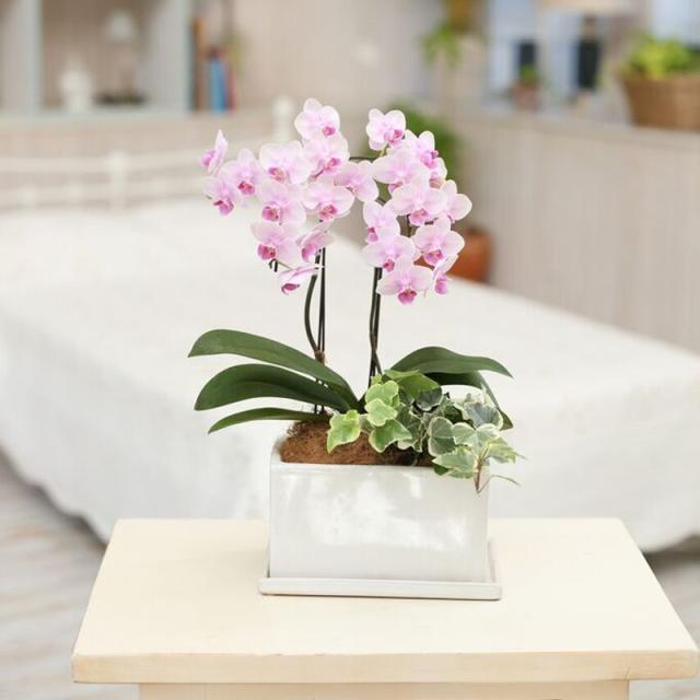 椎名洋ラン園の観葉寄せミディ2本立オリジナル陶器鉢 鉢花 ギフト 世界ラン展多数受賞!■送料無料■ミディ胡蝶蘭【あす楽_年中無休】内祝い 翌日配送 8,250円