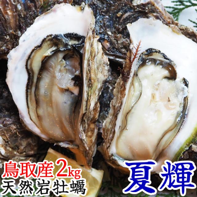 ＼今が旬／【天然岩牡蠣 夏輝】鳥取県産 海のミルク 生食用 活 2kg 4-9個 カキ 岩ガキ 岩がき なつき 天然 生牡蠣 殻付き いわがき 産地直送 人気 ブランド 刺身 焼き牡蠣 カキフライ 通販 ふるさと 鳥取 浜下水産 送料無料 冷蔵