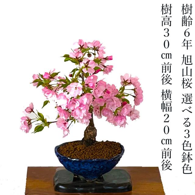 盆栽 桜 旭山桜 樹齢6年 育て方ガイド付 3色の選べる鉢色 自宅でお花見 