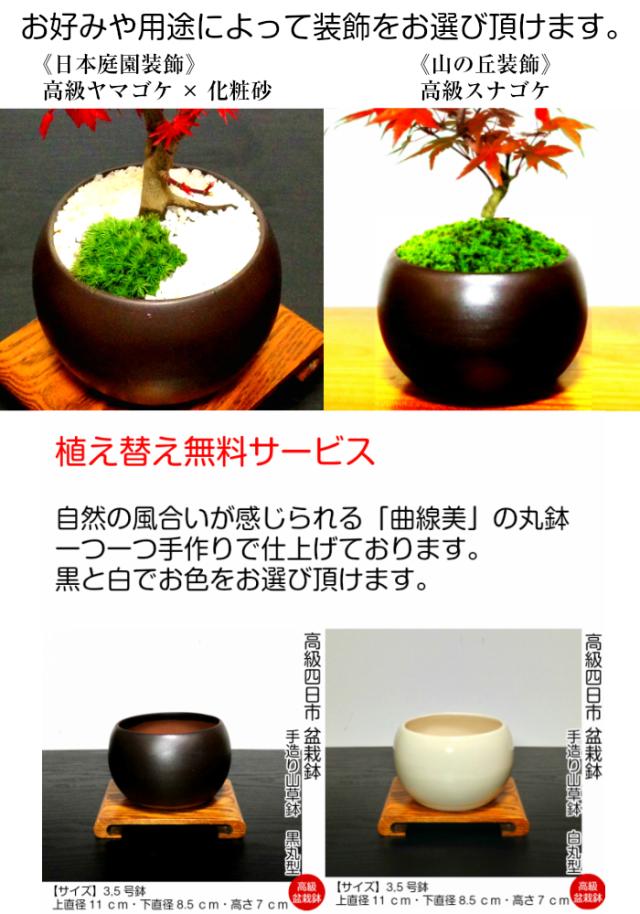盆栽 もみじ 希少 樹齢6年 出猩々もみじ ミニ盆栽 育て方ガイド付