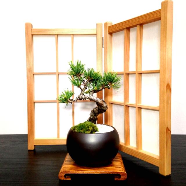 盆栽 松 【公式通販】