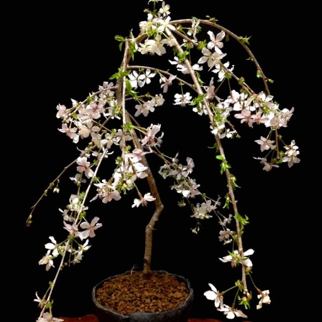 盆栽 桜 樹齢7年 枝垂れ桜 育て方ガイド付 3色の選べる鉢色 自宅でお