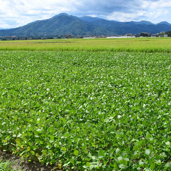 【予約】 山形県産 枝豆 だだちゃ豆 5kg (秀品/500gx10袋/冷蔵) 山形県 鶴岡市 伝統野菜 豆 えだまめ だだちゃ だだちゃまめ 夏ギフト 残暑見舞い ギフト 贈り物 お祝い お礼 お返し プレゼント 自宅用 野菜 グルメ 産地直送 お取り寄せ_10