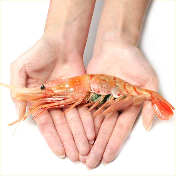 エビ ボタンエビ 1kg (BFL/メス子持ち/16-19尾入り/生冷凍) えび 海老 ぼたんえび お刺身 刺身用 冬ギフト お歳暮 お年賀 ギフト 贈り物 お祝い お礼 内祝い プレゼント 自宅用 家庭用 おうち用 年末 年越し 年始 お正月 北海道 ご馳走 グルメ お取り寄せ_1
