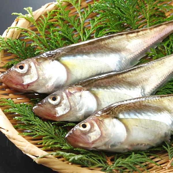 【予約】北海道産 生ハタハタ 1箱 3kg (メス子持ち/冷蔵便) 生 冬の味覚 はたはた ハタハタ 鰰 ぶりこ ブリコ 卵 塩焼き 煮つけ しょっつる鍋 飯寿司 ギフト 贈り物 自宅用 ご家庭用 北海道 グルメ 送料無料 お取り寄せ