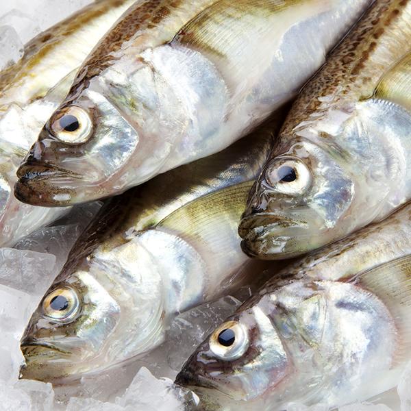 【予約】北海道産 生ハタハタ 1箱 3kg (メス子持ち/冷蔵便) 生 冬の味覚 はたはた ハタハタ 鰰 ぶりこ ブリコ 卵 塩焼き 煮つけ しょっつる鍋 飯寿司 ギフト 贈り物 自宅用 ご家庭用 北海道 グルメ 送料無料 お取り寄せ