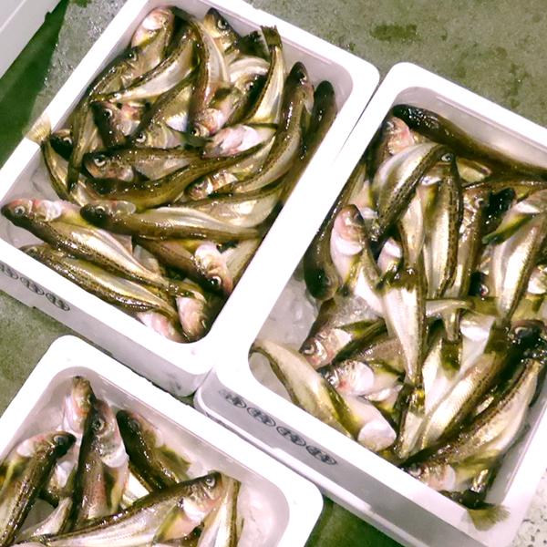 【予約】北海道産 生ハタハタ 1箱 3kg (メス子持ち/冷蔵便) 生 冬の味覚 はたはた ハタハタ 鰰 ぶりこ ブリコ 卵 塩焼き 煮つけ しょっつる鍋 飯寿司 ギフト 贈り物 自宅用 ご家庭用 北海道 グルメ 送料無料 お取り寄せ