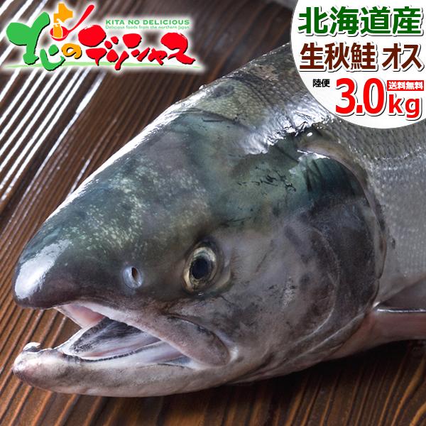 【予約】 北海道産 生秋鮭 3.0kg (オス/冷蔵) 秋の味覚 生 天然物 さけ サケ しゃけ シャケ 秋サケ 秋シャケ シロサケ アキサケ アキアジ 鍋 鮭鍋 石狩鍋 ちゃんちゃん焼き ギフト 贈り物 プレゼント 自宅用 家庭用 北海道 グルメ お取り寄せ