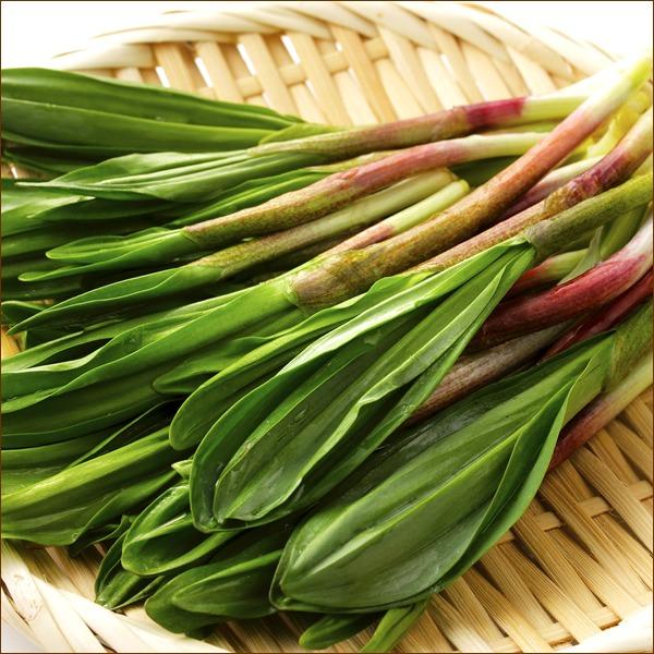 予約】北海道産 山菜 行者にんにく 3kg (1束 50g/食用/冷蔵便