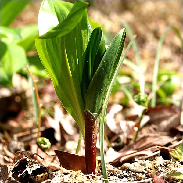 北海道産 天然 行者にんにく醤油漬け 8本 (天然/冷蔵) 希少 品薄 山菜 行者にんにく 行者ニンニク キトピロ 醤油漬け 行者ニンニク醤油漬け ご飯のお供 ギフト 贈り物 お祝い お礼 お返し 内祝い プレゼント 自宅用 家庭用 おうち用 北海道 グルメ お取り寄せ_6