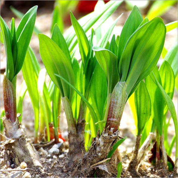 北海道産 天然 行者にんにく醤油漬け 8本 (天然/冷蔵) 希少 品薄 山菜 行者にんにく 行者ニンニク キトピロ 醤油漬け 行者ニンニク醤油漬け ご飯のお供 ギフト 贈り物 お祝い お礼 お返し 内祝い プレゼント 自宅用 家庭用 おうち用 北海道 グルメ お取り寄せ_7
