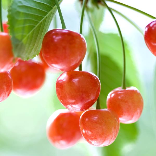 【予約】 山形県産 さくらんぼ 佐藤錦 1.8kg (秀品/Lサイズ/ばら詰め/600g×3箱/化粧箱入り/クール冷蔵) 初夏 旬 サクランボ ギフト 贈り物 贈答 お祝い お礼 お返し 内祝い プレゼント 果物 フルーツ 山形県 東根市 お取り寄せ_8