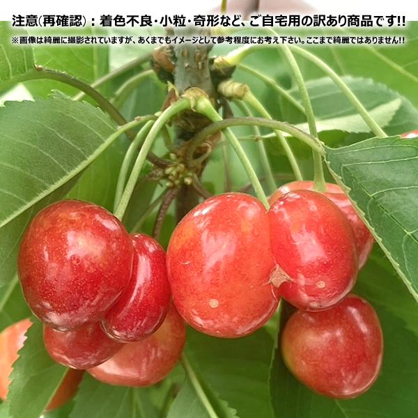 【予約】 山形県産 ご家庭用 双子 さくらんぼ 800g×2箱 (訳あり/ばら詰め/産地箱/常温) 露地 サクランボ 佐藤錦 紅秀峰 ふたご ふたご果 双子果 わけあり ご家庭用 お得 お買い得 果物 フルーツ 山形県 東根市 産地直送 お取り寄せ_6