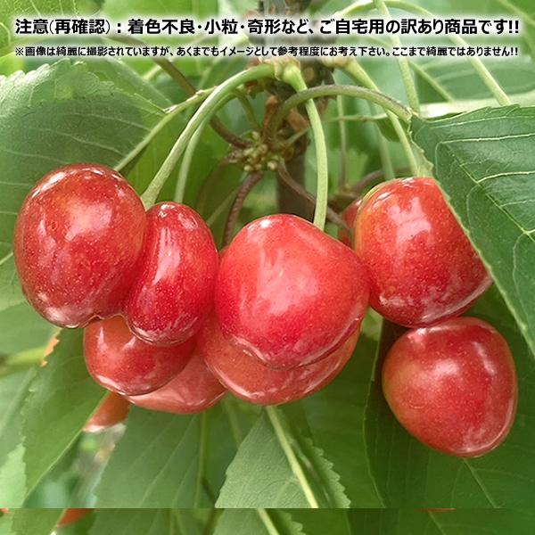 【予約】 山形県産 ご家庭用 双子 さくらんぼ 800g×2箱 (訳あり/ばら詰め/産地箱/常温) 露地 サクランボ 佐藤錦 紅秀峰 ふたご ふたご果 双子果 わけあり ご家庭用 お得 お買い得 果物 フルーツ 山形県 東根市 産地直送 お取り寄せ_7