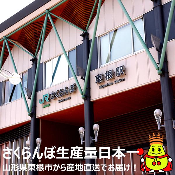 【予約】山形県産 晩生 さくらんぼ (貯蔵品/秀品/2Lサイズ/1箱300g入り/化粧箱入り/冷蔵便) 晩生 お届け日時指定OK 旬 露地物 サクランボ お中元 ギフト 贈り物 お祝い お礼 ご家庭用 山形県 果物 フルーツ お取り寄せ