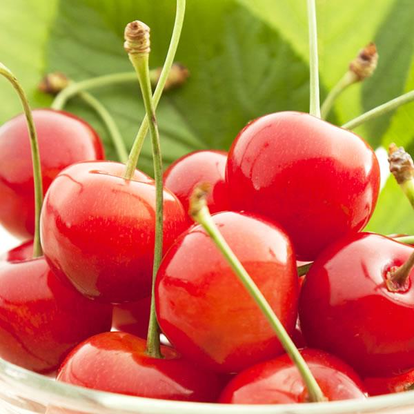 【予約】山形県産 晩生 さくらんぼ (貯蔵品/秀品/2Lサイズ/1箱300g入り/化粧箱入り/冷蔵便) 晩生 お届け日時指定OK 旬 露地物 サクランボ お中元 ギフト 贈り物 お祝い お礼 ご家庭用 山形県 果物 フルーツ お取り寄せ