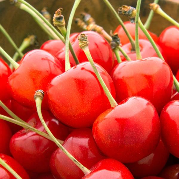 【予約】山形県産 晩生 さくらんぼ (貯蔵品/秀品/2Lサイズ/1箱300g入り/化粧箱入り/冷蔵便) 晩生 お届け日時指定OK 旬 露地物 サクランボ お中元 ギフト 贈り物 お祝い お礼 ご家庭用 山形県 果物 フルーツ お取り寄せ