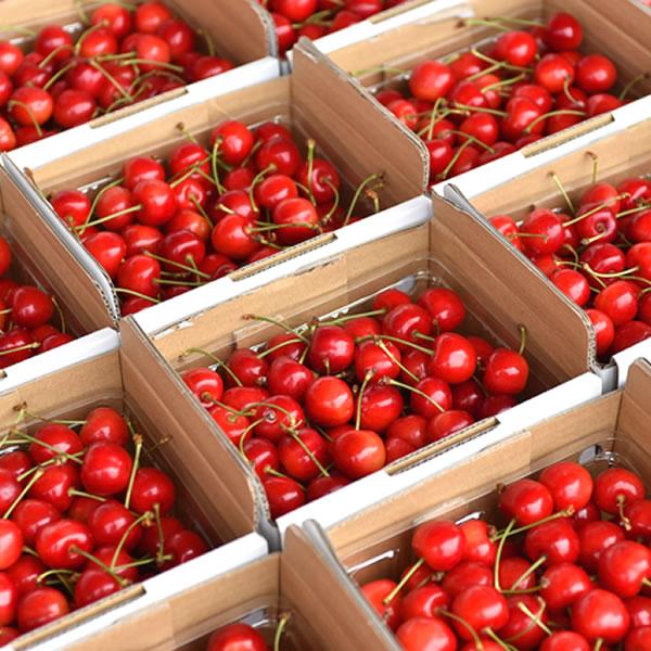 【予約】山形県産 晩生 さくらんぼ (貯蔵品/秀品/2Lサイズ/1箱300g入り/化粧箱入り/冷蔵便) 晩生 お届け日時指定OK 旬 露地物 サクランボ お中元 ギフト 贈り物 お祝い お礼 ご家庭用 山形県 果物 フルーツ お取り寄せ