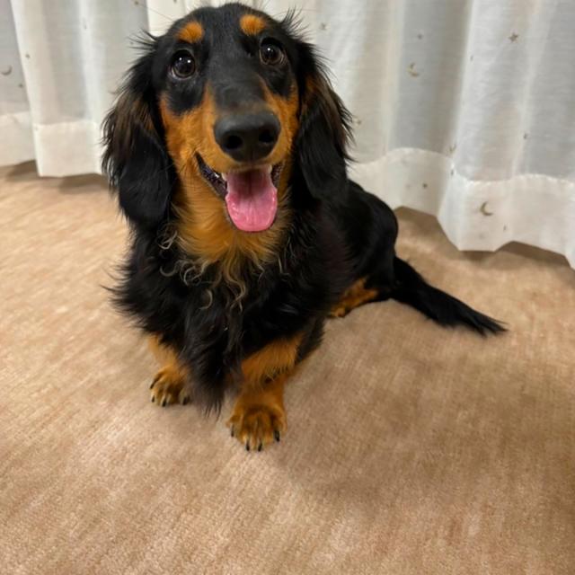 カーペット 6畳 六畳 防音 厚手 犬 猫 ペット対応 日本製 ナンテン 江戸間 6畳用 261×352cm ラグ 床暖対応 絨毯 抗菌防臭 敷物 フリーカット ハサミ 切れる 辻川産業株式会社 Tsujikawa_11
