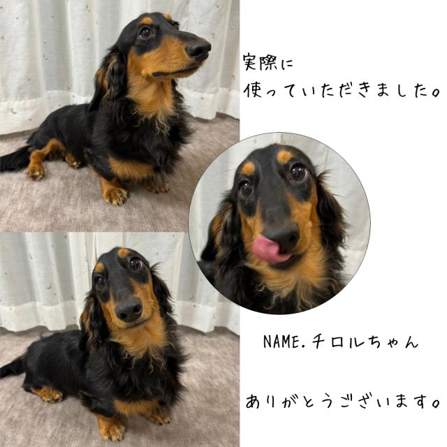 カーペット 6畳 六畳 防音 厚手 犬 猫 ペット対応 日本製 ナンテン 江戸間 6畳用 261×352cm ラグ 床暖対応 絨毯 抗菌防臭 敷物 フリーカット ハサミ 切れる 辻川産業株式会社 Tsujikawa_13