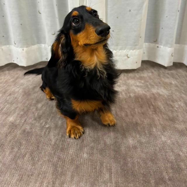 カーペット 6畳 六畳 防音 厚手 犬 猫 ペット対応 日本製 ナンテン 江戸間 6畳用 261×352cm ラグ 床暖対応 絨毯 抗菌防臭 敷物 フリーカット ハサミ 切れる 辻川産業株式会社 Tsujikawa_12