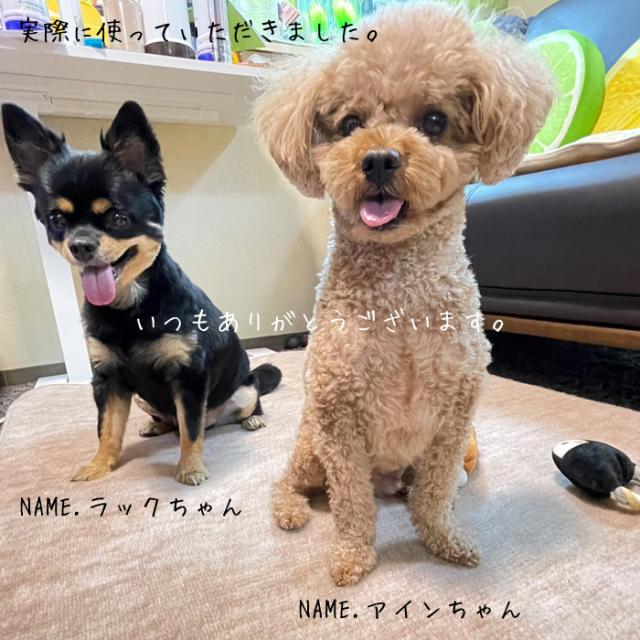 カーペット 六畳 6畳 防ダニ 犬 猫 ペット対応 パンジー 江戸間 6畳用 261×352cm ラグ 日本製 床暖対応 オールシーズン 絨毯 じゅうたん 抗菌防臭 子供部屋 フリーカット ハサミ 切れる 六畳 6帖 国産 辻川産業株式会社 Tsujikawa_13