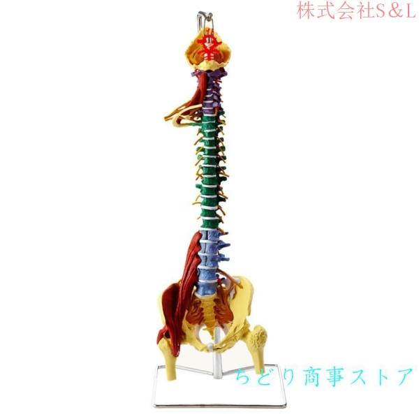 1：1等身大のリアルな脊椎モデル 多機能筋肉腰椎脊椎 教育のための神経骨格 腰椎骨盤模型大腿骨可動 株式会社S＆L解剖学的に柔軟医学生 フックとスタンド付き