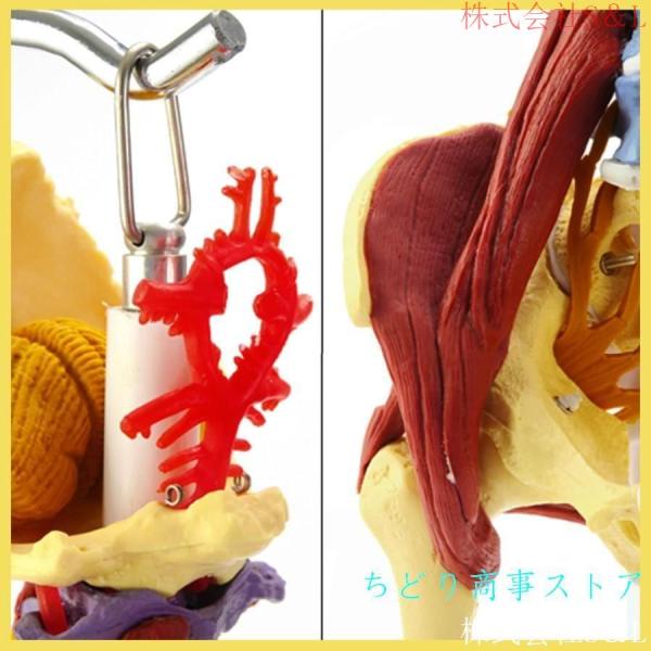 1：1等身大のリアルな脊椎モデル 多機能筋肉腰椎脊椎 教育のための神経骨格 腰椎骨盤模型大腿骨可動 株式会社S＆L解剖学的に柔軟医学生 フックとスタンド付き_2