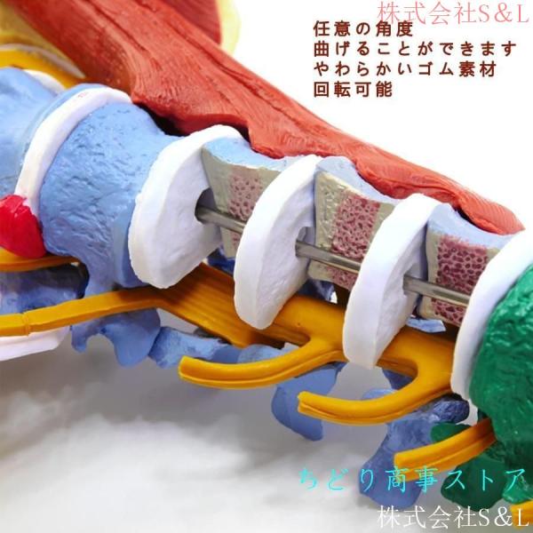 1：1等身大のリアルな脊椎モデル 多機能筋肉腰椎脊椎 教育のための神経骨格 腰椎骨盤模型大腿骨可動 株式会社S＆L解剖学的に柔軟医学生 フックとスタンド付き_4