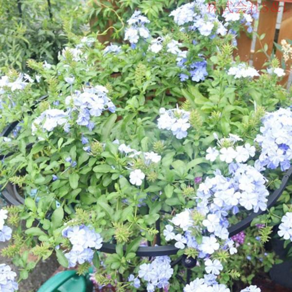 トレリス 園芸 オベリスク 薔薇 朝顔 庭 金属製 支柱 バラのオベリスク ぶどう ミニトマト 株式会社S＆L棚 バラ ガーデニング アサガオ 屋外 ガーデニング用_4