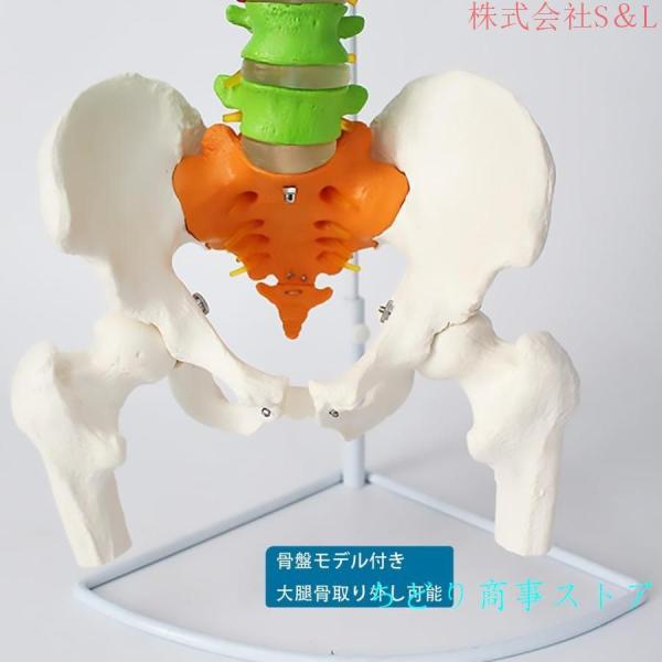 脊髄骨盤模型 実物大 色付きの柔軟な脊椎解剖モデル 折り曲げ可能 人体模型